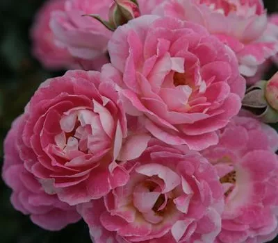 Zwergrose 'Flirt 2011' -R- ADR-Rose Zwergrose 'Flirt 2011' -R- ADR-Rose