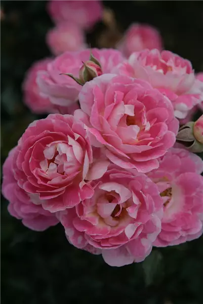 Rosa 'Flirt 2011'  -R-                   Z Zwergrose 'Flirt 2011'  -R-       ADR-Rose