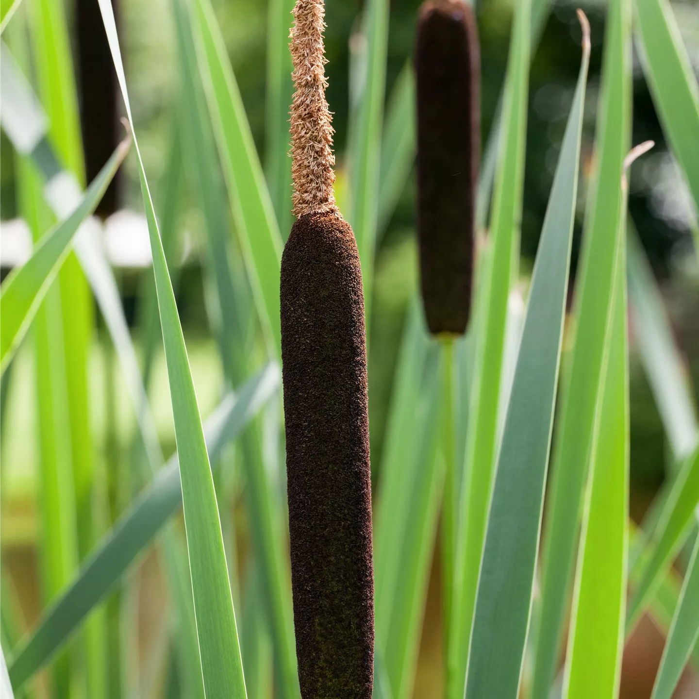 Typha angustifolia