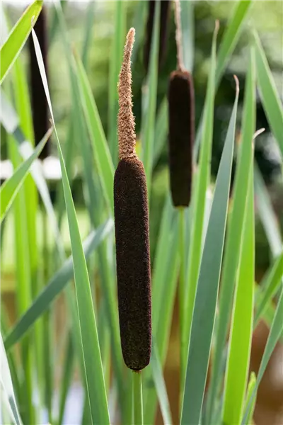 Typha angustifolia Schmalblättriger Rohrkolben