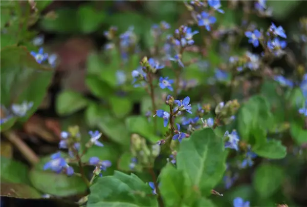 Veronica beccabunga Bachbunge