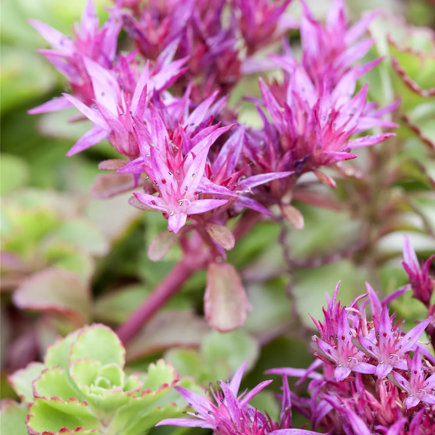 Sedum spurium 'Fuldaglut'
