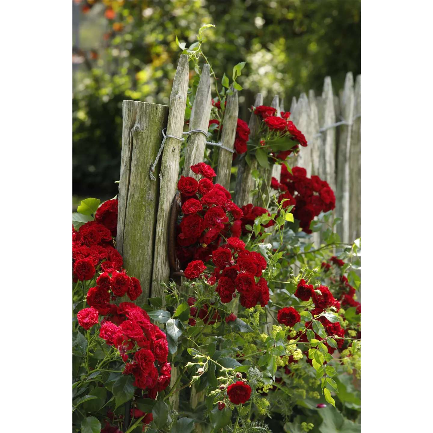Rosa 'Crimson Siluetta' -R- KL Rosa 'Crimson Siluetta' -R- KL