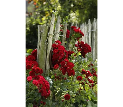 Kletterrose 'Crimson Siluetta' -R- Kletterrose 'Crimson Siluetta' -R-