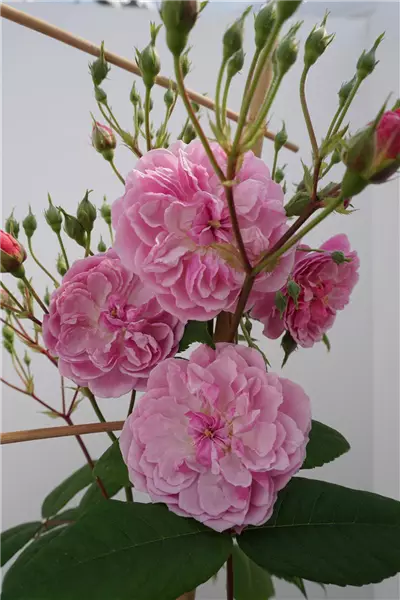 Rosa 'Romantic Siluetta'  -R-           KL Kletterrose 'Romantic Siluetta'  -R-