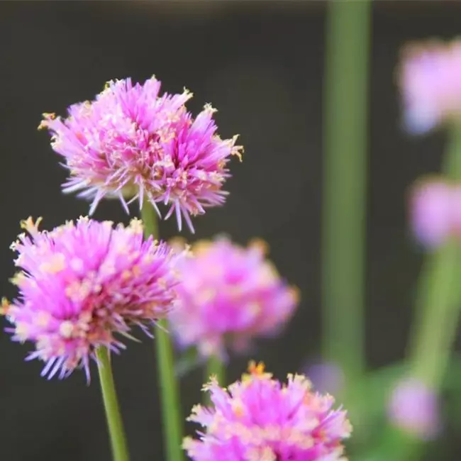 Echter Kugelamarant (Gomphrena) - Einpflanzen im Garten