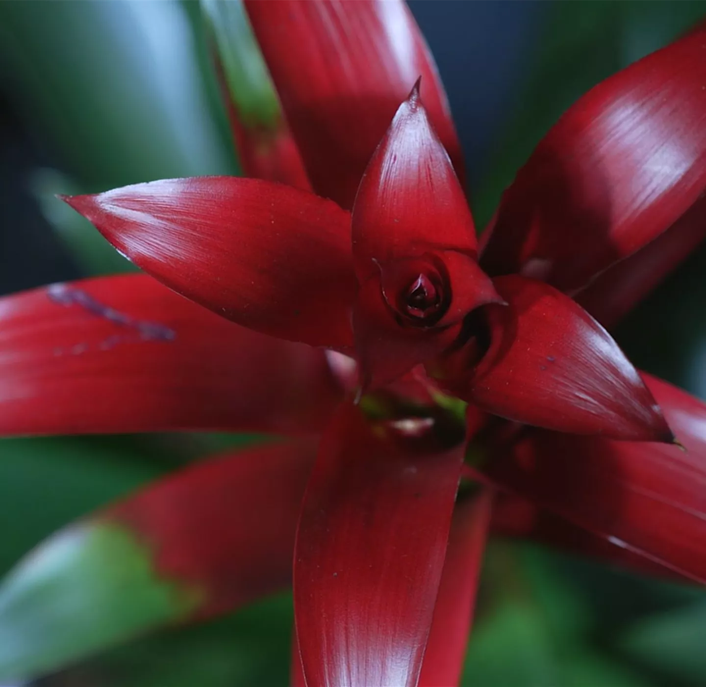 Bromelie (rot) - Umtopfen