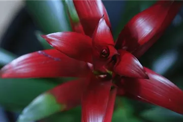 Bromelie (rot) - Umtopfen