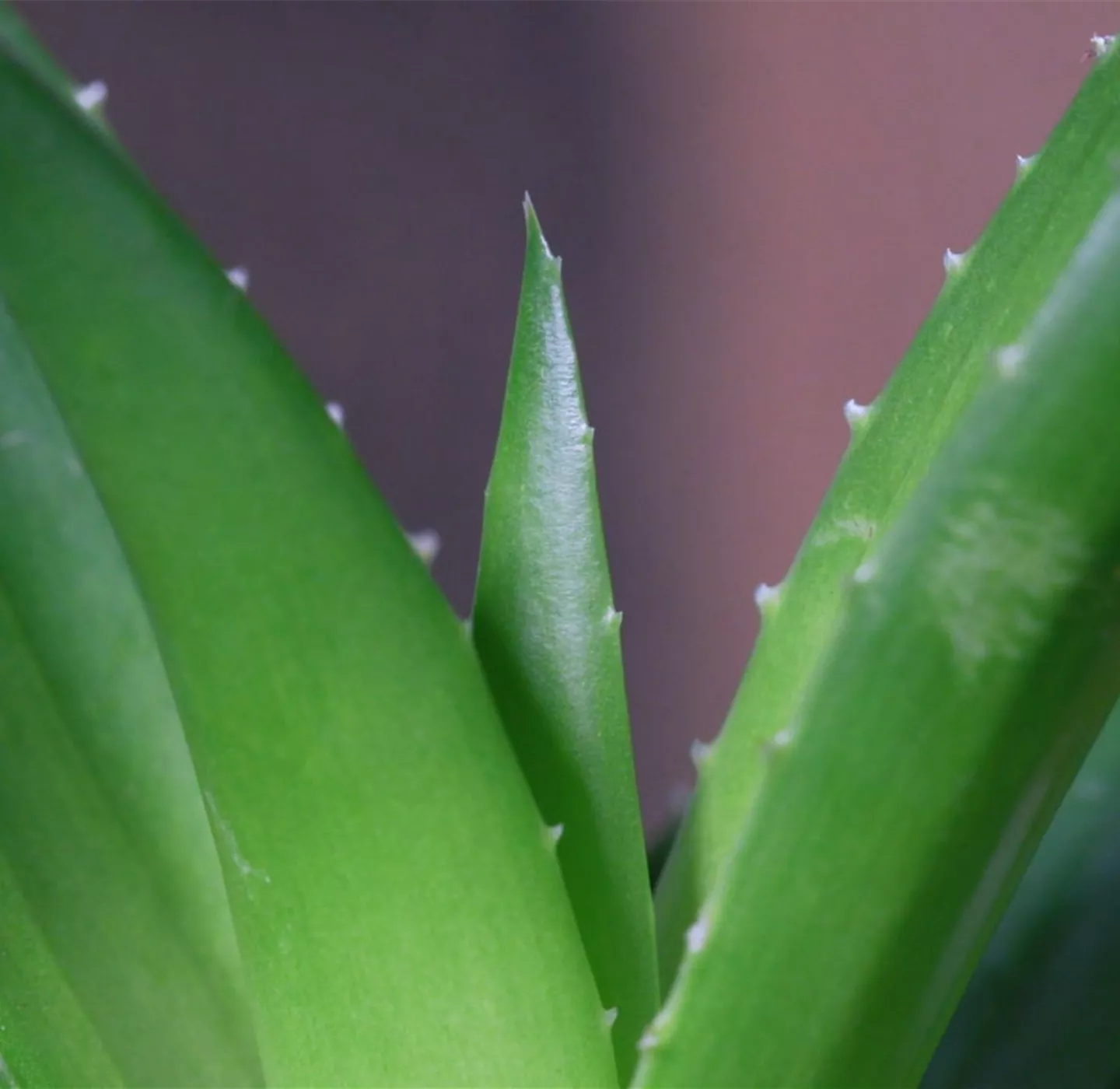 Aloe Vera (klein) - Umtopfen