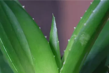 Aloe Vera (klein) - Umtopfen