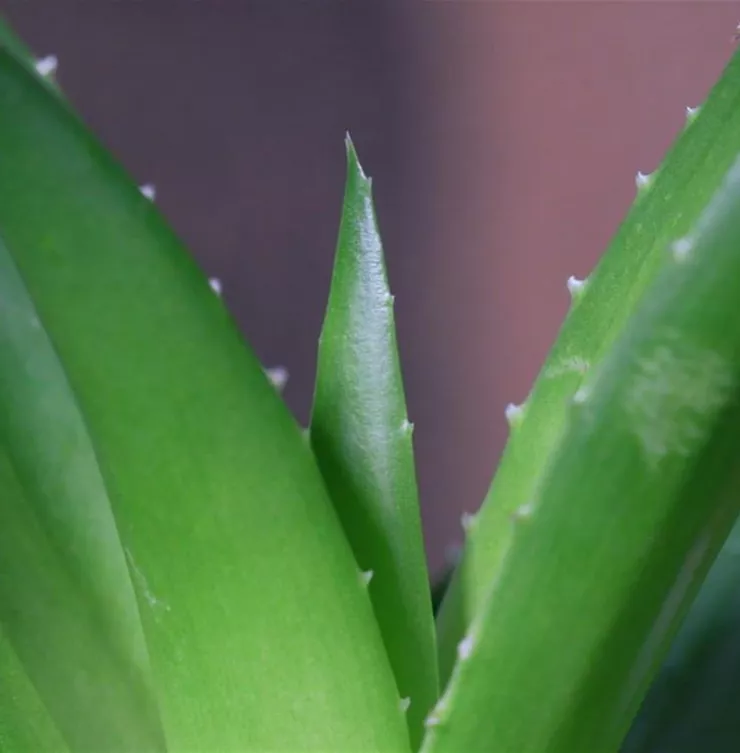 Aloe Vera (klein) - Umtopfen