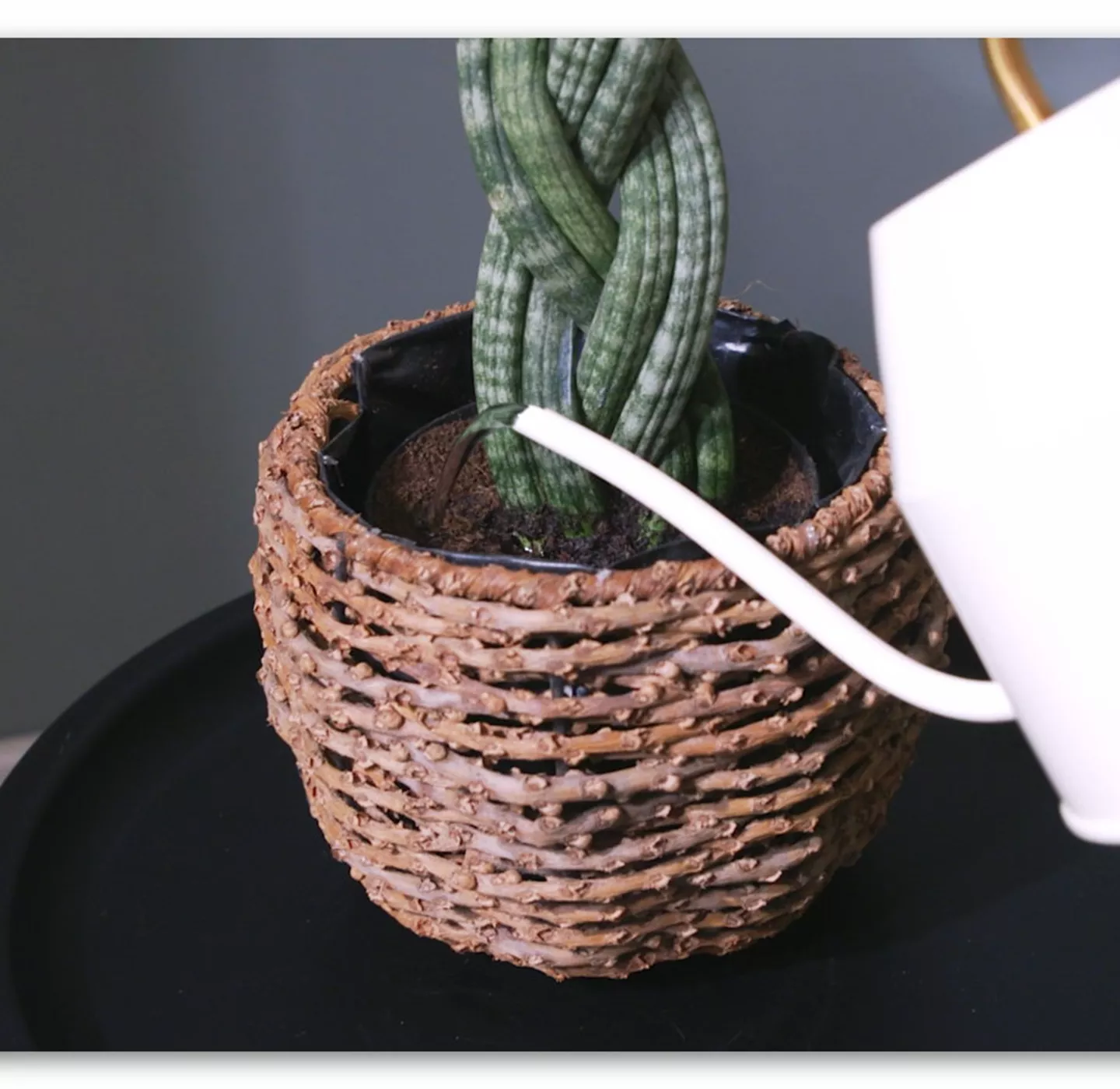 Bogenhanf "Spaghetti" geflochten - Umtopfen