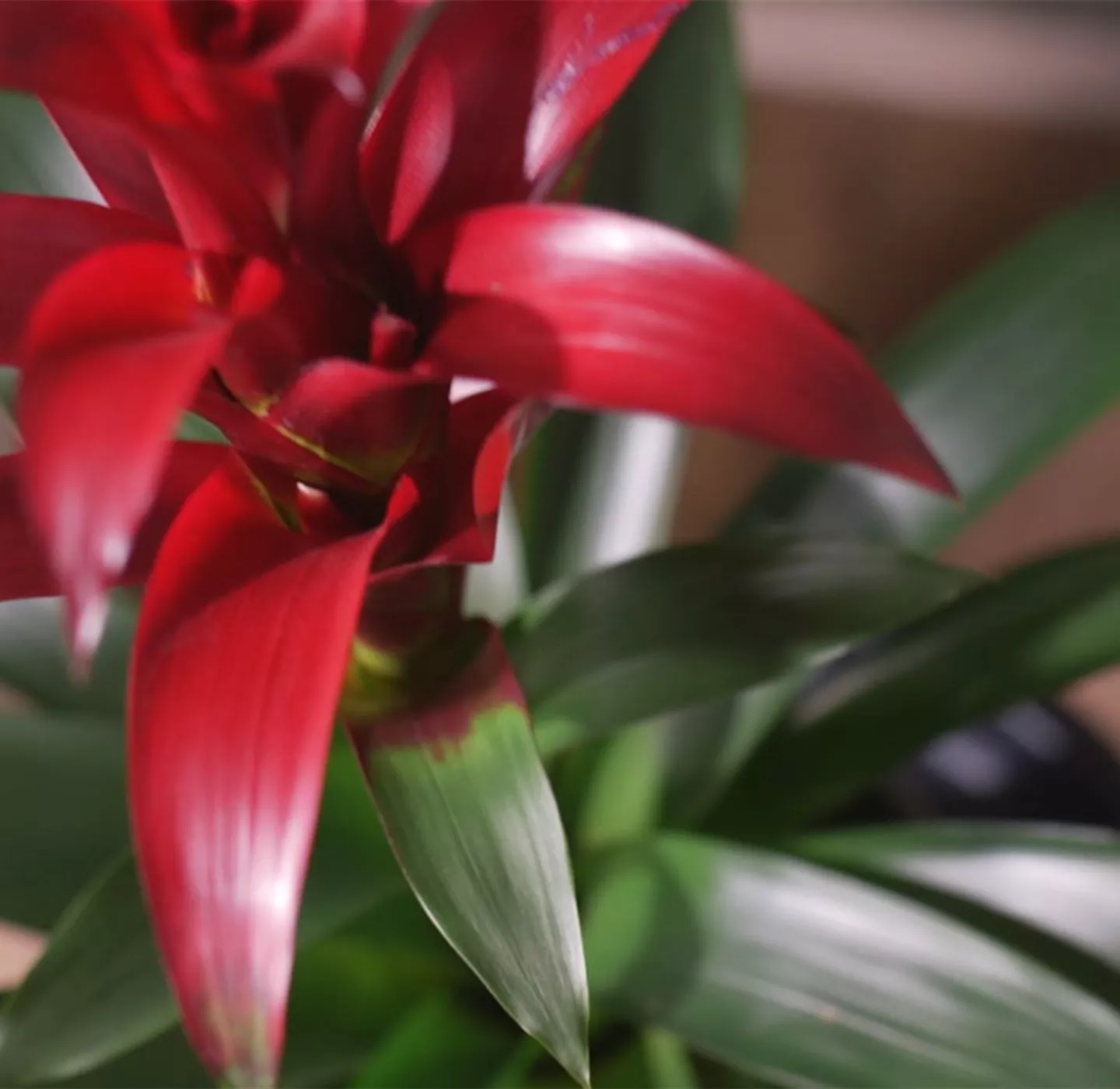 Zimmerpflanzenportrait - Bromelie