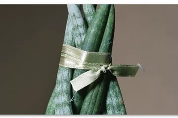 Zimmerpflanzenportrait - Bogenhanf "Spaghetti" 