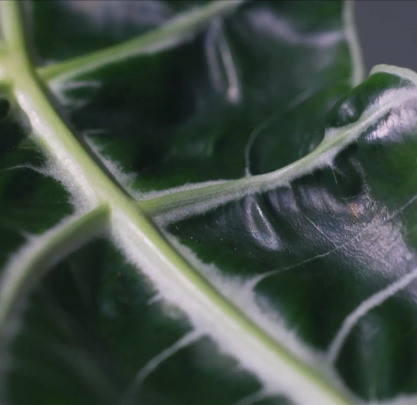 Zimmerpflanzenportrait - Pfeilblatt