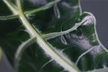 Zimmerpflanzenportrait - Pfeilblatt