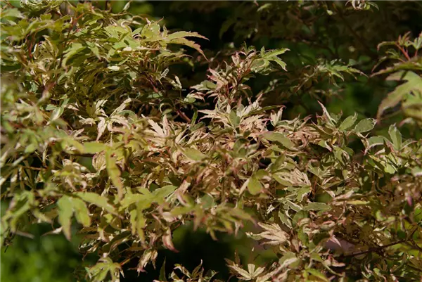Acer palmatum 'Oridono-nishiki' Buntblättr.Fächerahorn 'Oridono-nishiki'
