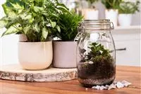 Der Zimmergarten – ein kleines Biotop im Glas Der Zimmergarten – ein kleines Biotop im Glas