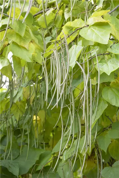 Catalpa bignonioides Trompetenbaum