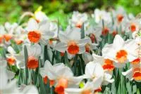 Alpenveilchen als Highlight in Haus und Garten