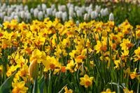 Alpenveilchen pflanzen und bunte Blüten bewundern