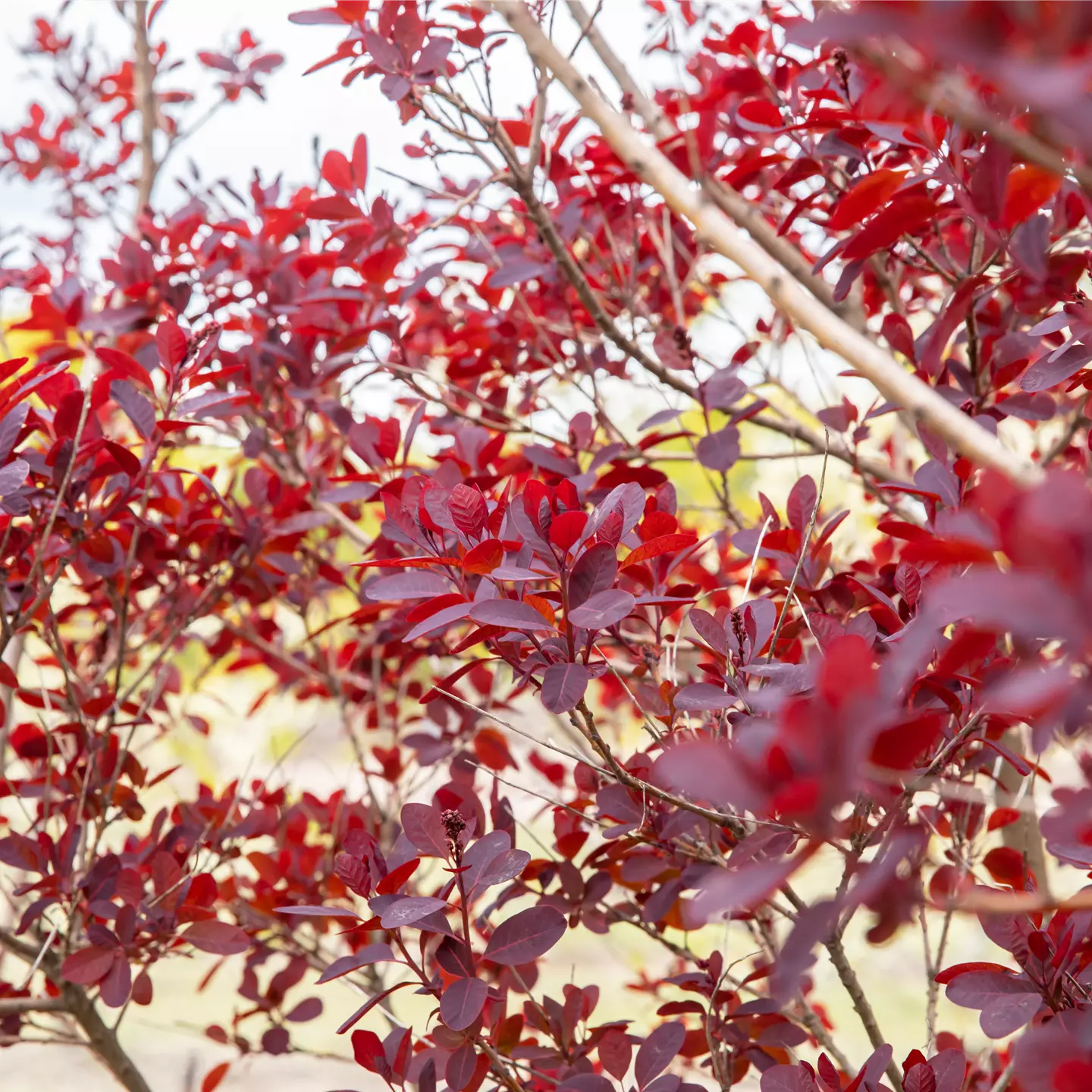 Cotinus coggygria 'Lilla' -S-