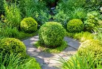 Buchsbaum als immergrüner Klassiker in Garten und Co.