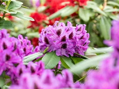 Die schönsten Begleitpflanzen für Rhododendren im Garten