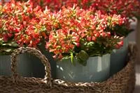 Eine Kalanchoe als blühendes Highlight im Haus