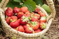 Erdbeeren pflanzen und pflegen für eine leckere Ernte
