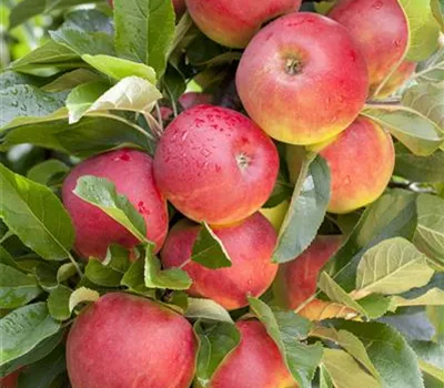 Apfel Elstar Apfel Elstar