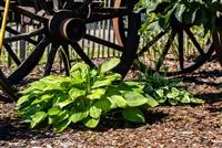 Funkien im Garten als Highlight im Schatten