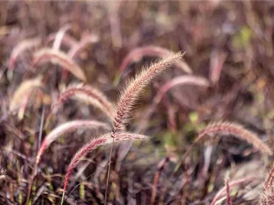 Gartengestaltung mit Gräsern – Jetzt wird’s bunt!