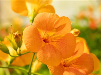 Kletterpflanzen einpflanzen – So wird’s im Garten märchenhaft