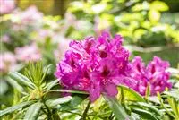 Gartengestaltung mit Rhododendren – So entsteht ein Blütenmeer