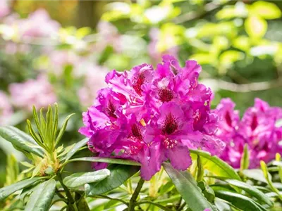 Gartengestaltung mit Rhododendren – So entsteht ein Blütenmeer
