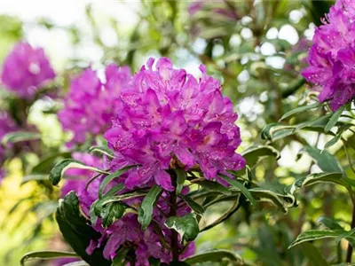 Immer gut in Form – Rhododendron zurückschneiden