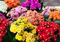 Kalanchoe pflanzen und Blüten im Winter genießen