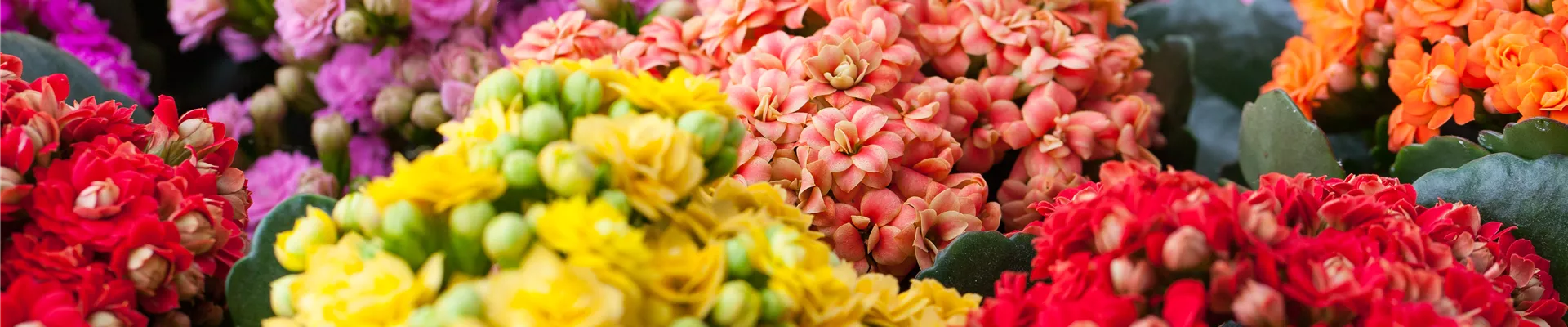 Kalanchoe blossfeldiana 'Rosalina'® Kalanchoe blossfeldiana 'Rosalina'®