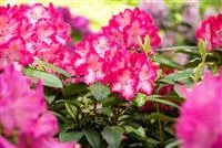 Krankheiten und Schädlinge an Rhododendren erkennen und vorbeugen