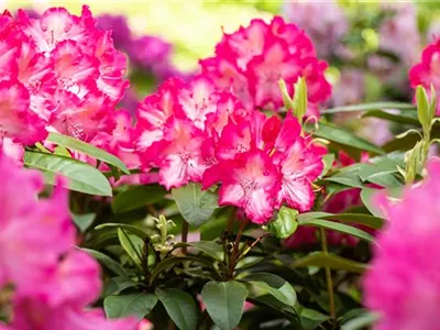 Krankheiten und Schädlinge an Rhododendren erkennen und vorbeugen