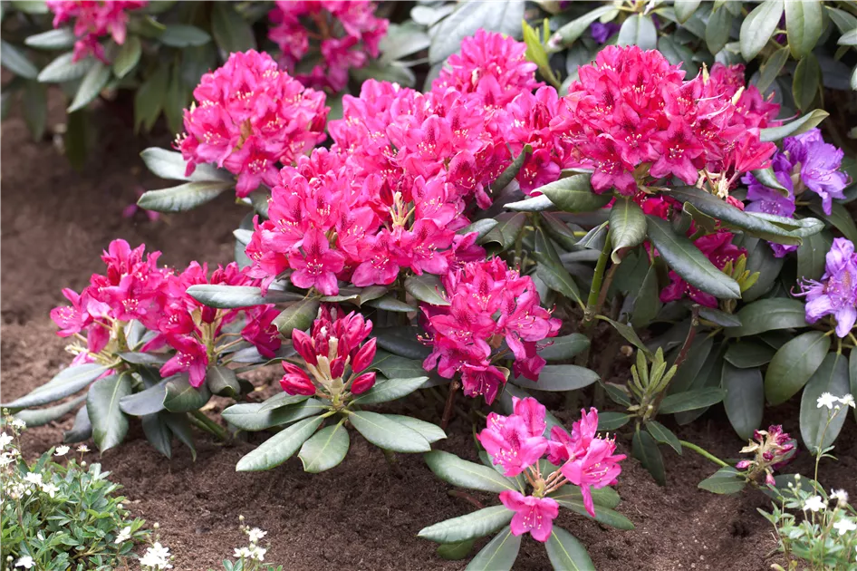 Rhododendron Hybr.'Nova Zembla', Rhododendron-Hybride 'Nova Zembla' im  Pflanzenshop