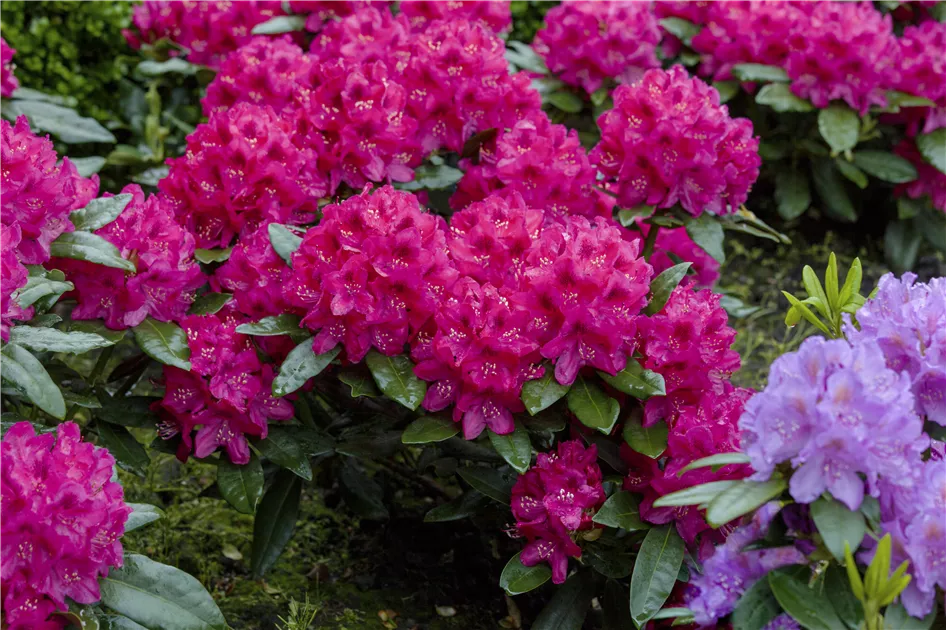 Rhododendron Hybr.'Nova Zembla', Rhododendron-Hybride 'Nova Zembla' im  Pflanzenshop