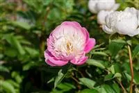 Pfingstrosen pflanzen und einmalige Blüten erleben