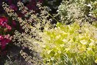 Purpurglöckchen als beliebte Stauden im Garten