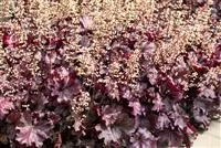 Purpurglöckchen pflanzen und den Garten bunt gestalten