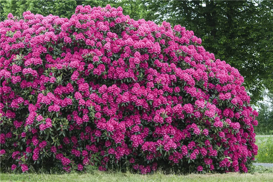 schefflera arboricola plant Dwarf Umbrella Tree | Care Guide and Pro Tips - Delivery from Toronto  across Canada