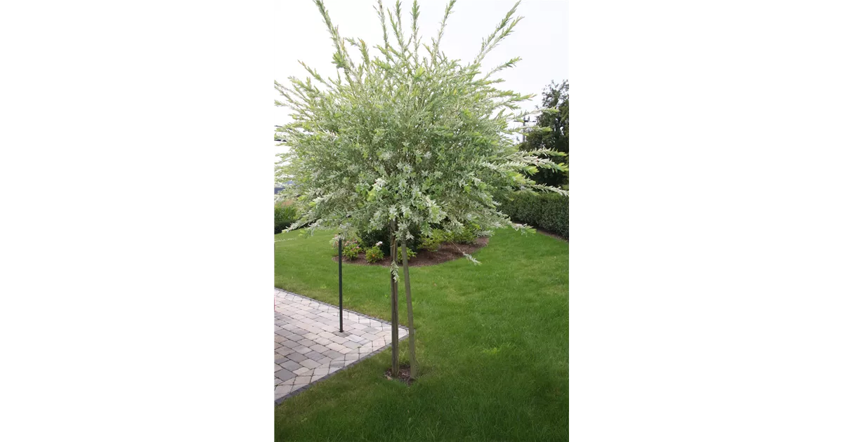 Salix integra 'Hakuro Nishiki', Weide im Pflanzenshop
