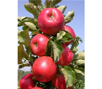 Säulenapfel 'Rondo' -R-