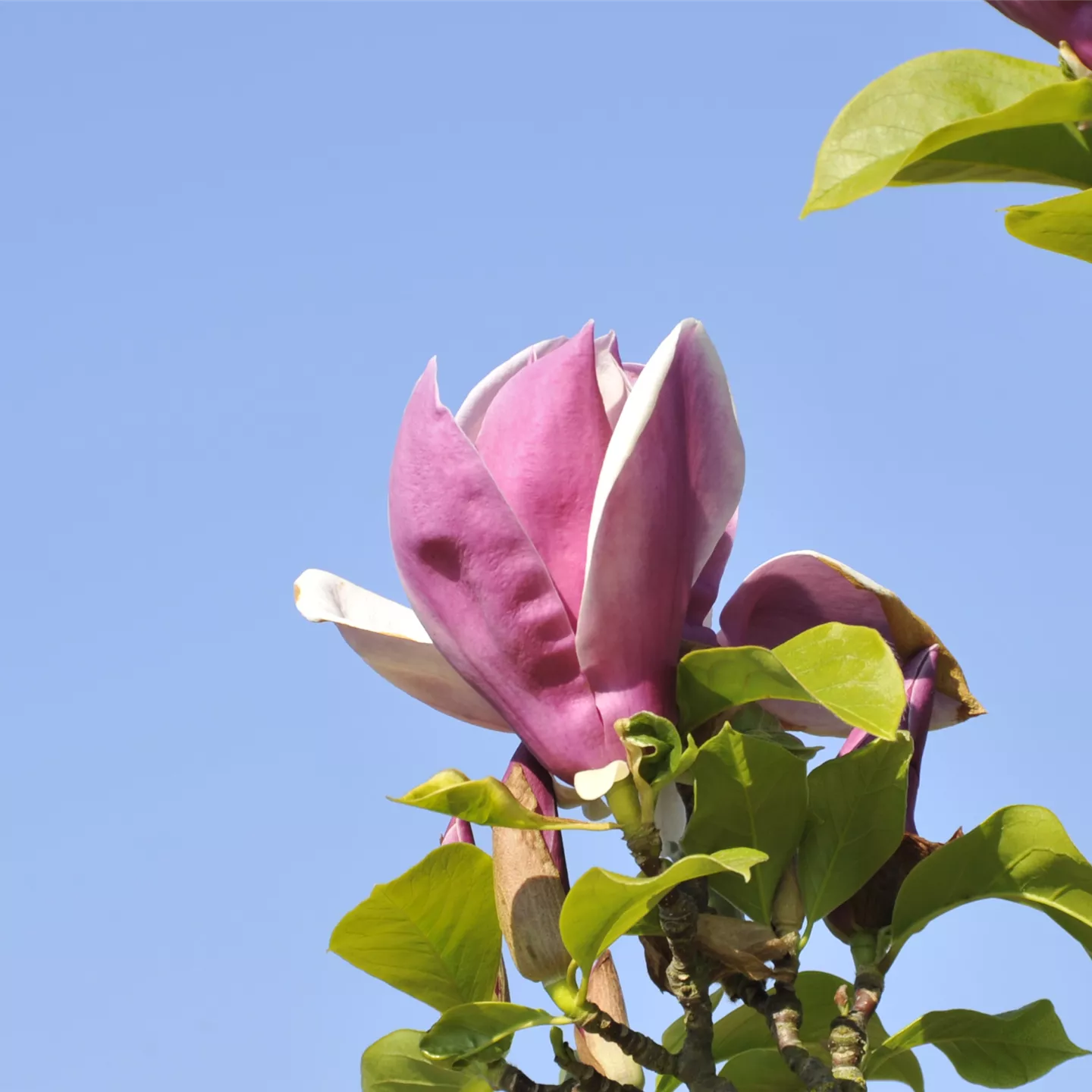 Magnolia 'Satisfaction'